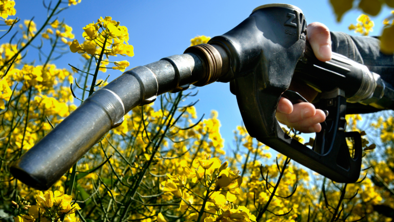 O mercado de biodiesel