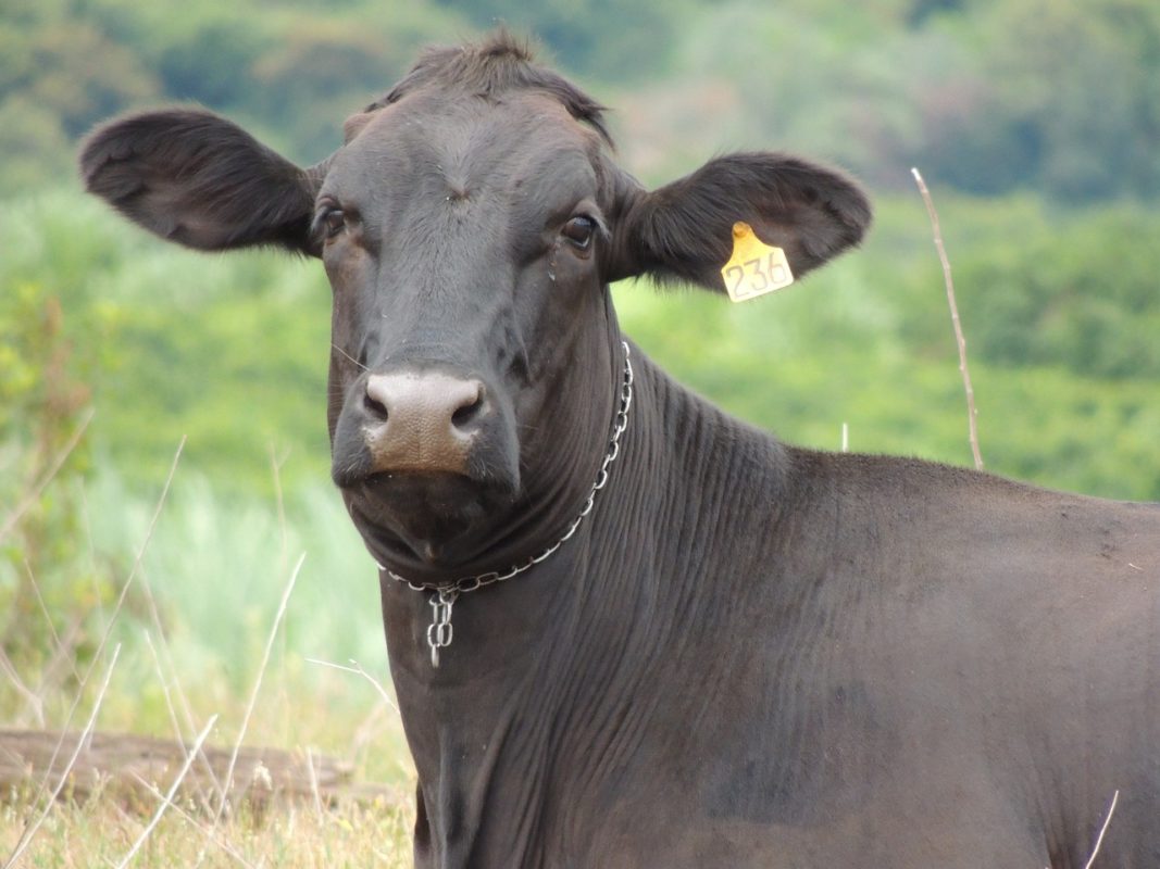 Ações de frigoríficos sobem na B3, de olho em peste suína na África