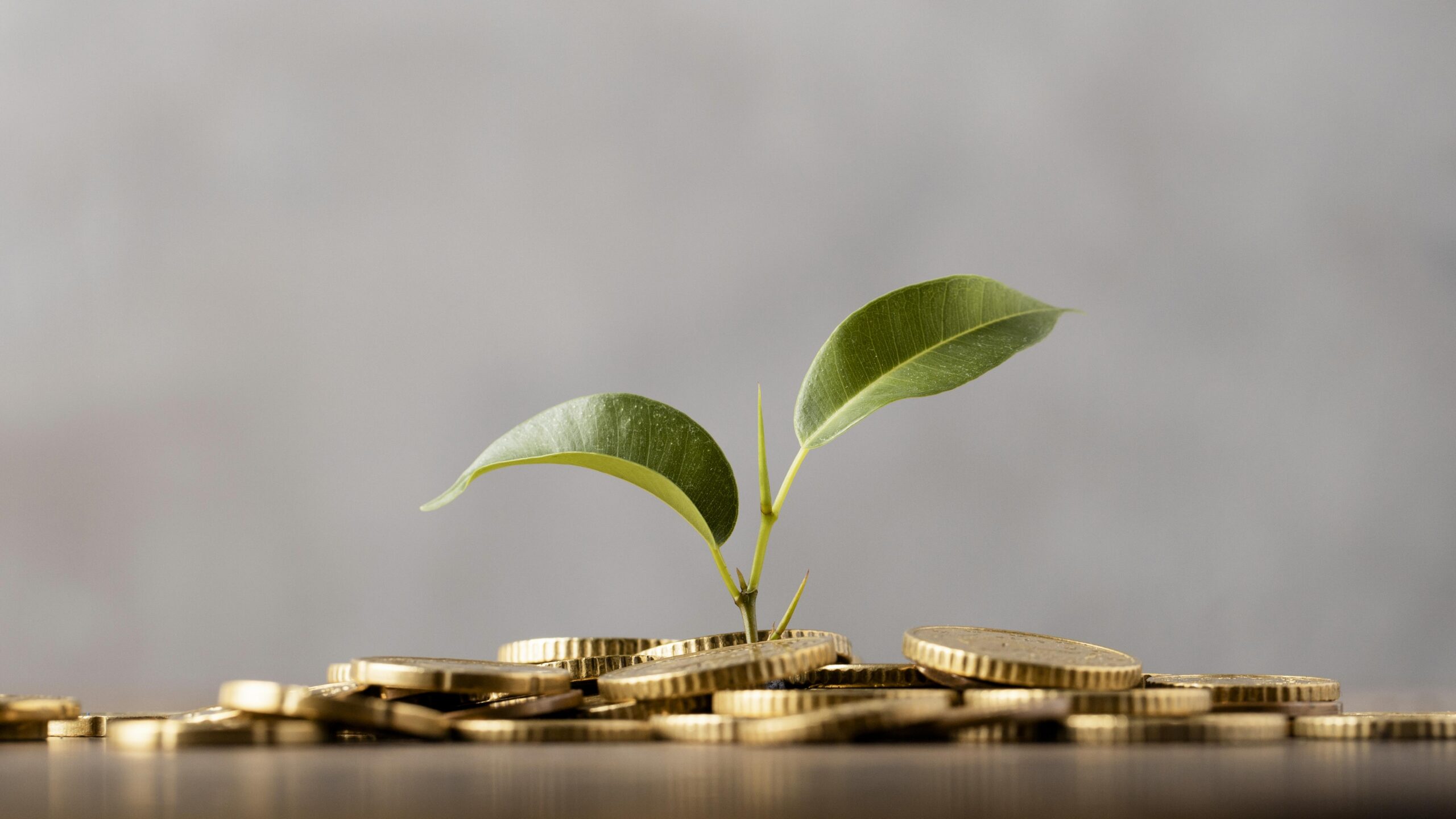 imagem que mostra muitas moedas no chão com uma planta crescendo que representa investimentos dando frutos
