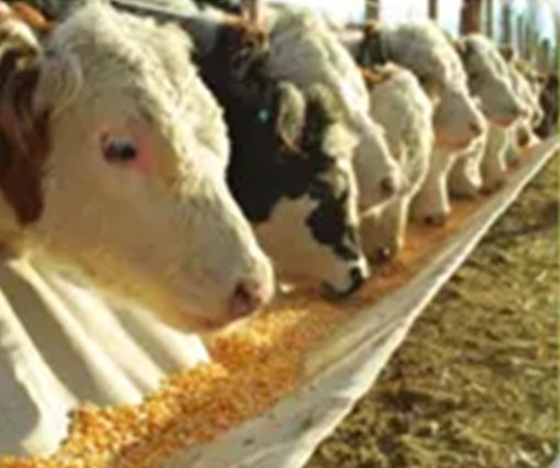 Foto de bois se alimentando de ração de milho no cocho