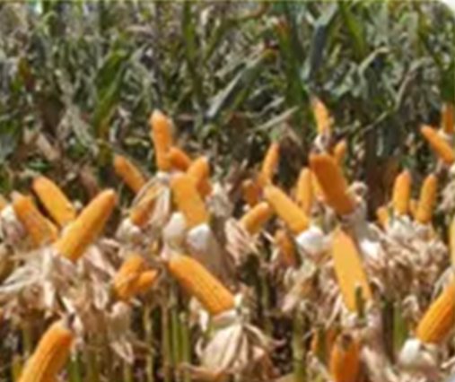 Foto de plantação de milho com espigas