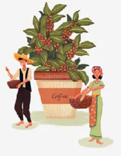 Ilustração de colheita de café